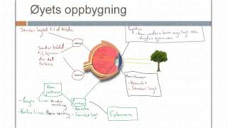 Øyets oppbygning og synssansen [upl. by Rochell]