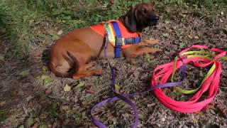 Schweisshund Training  Nachsuche Schwarzwildfährte Eftersök [upl. by Kalikow]