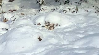 Wild Stoat Hunts And Catches A Vole In Our Garden  Scottish Highlands [upl. by Ardnikat]