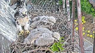 Selffeeding By Precocious Redtailed Hawk Nestling quotM1quot  June 3 2023  CornellHawks [upl. by Nosecyrb]