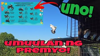 100 DAYS CHALLENGE PIGEON RACING  PREPARATION FOR GRAND POOLING MOTOR CUP [upl. by Berhley]