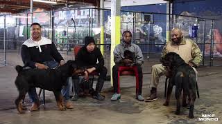 The DFW Rottweiler Meet up  Rottweiler Vlogs Ep 133 Mizzo and Mack DFW Dawg Life Pt 3 [upl. by Enelrahs]