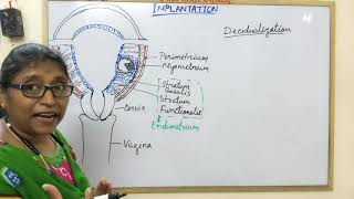 Decidualization amp Types of Decidua [upl. by Eidissac297]