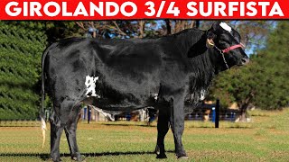 🔴 Toro GIROLANDO 34 SURFISTA ✅ Los Mejores TOROS Girolando [upl. by Aicxela]