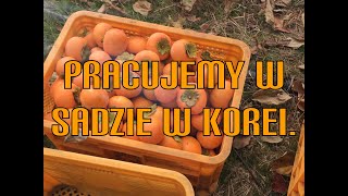 W KOREI KOREAŃSKA JESIEŃ Po polsku Po koreańsku [upl. by Erdied]