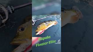 Rapala Floater Elite 85 [upl. by Almira]