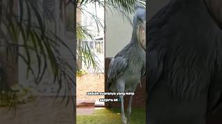 Suaranya mirip senjata Ak47 shorts shoebill viralvideo [upl. by Ispep]