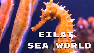 Eilat Sea World 4K  Israel [upl. by Amitak542]