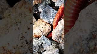 Millipedes 001 8millipede frog nature babyanimals [upl. by Hymie441]