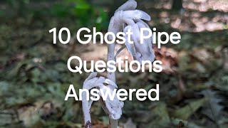 Top 10 Ghost Pipe Monotropa Uniflora Questions Answered IntheforestGuy ghostpipe top10 monotropa [upl. by Ru]