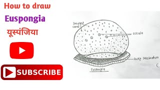 How to draw Euspongia Diagram  यूस्पंजिया का चित्र  Phylum Porifera  euspongia porifera [upl. by Cung]