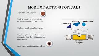 Atropine  Critical Care Medications [upl. by Hobbie]