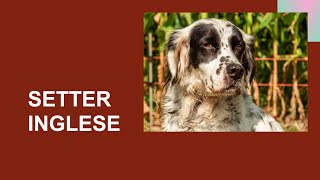 SETTER INGLESE  English Setter  Caratteristiche carattere attitudini salute cura dove tenerlo [upl. by Buehler]