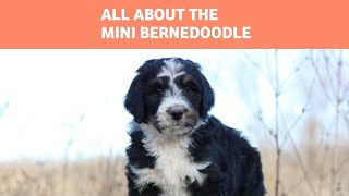 Bernese Mountain Dog and Miniature Poodle MIX All About the Mini Bernedoodle [upl. by Pliner]