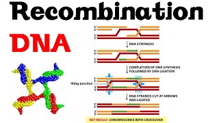 DNA recombination basic [upl. by Lilli]