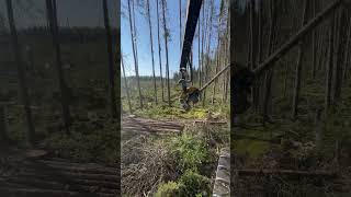 abitibi logging quebec forestry logginglife foryou foresterie🌲 johndeere ponsse ponsseh7 [upl. by Eanal]