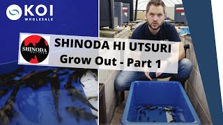 SHINODA HI UTSURI Grow Out  Part 1 [upl. by Abigail]