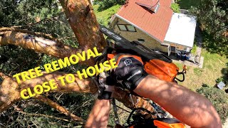 Pine tree removal with big dropzone and easy cleanup  Husqvarna T540XP amp Jonsered 2071W Turbo [upl. by Kolk379]