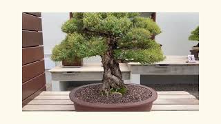 National Bonsai and Penjing Collection of Australia  Thing to do Canberra  Small Treesnewamazing [upl. by Prent]