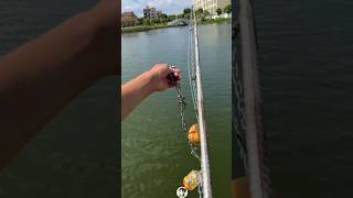 Selfmade fishing rod tidefishing catchfish fishingrod fish [upl. by Aman]