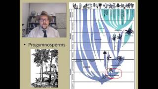 How did the first seed plants the Gymnosperms evolve [upl. by Rashida]