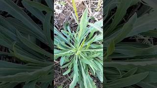 fleabane uses  fleabane agriculture farming [upl. by Dnaltiak]