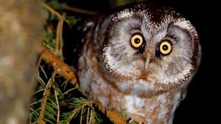 BOREAL OWL call Bird sounds at night [upl. by Noelani]