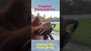 Amazing Skill Orangutan Driving Golf Cart short shorts shortvideo funnymoments [upl. by Jephthah772]