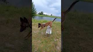 Owczarek belgijski malinois pomysł na zabawę [upl. by Raseda400]