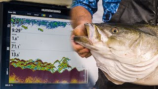 Using Side Imaging to Maximize Your Striped Bass Fishing with Capt Rob Taylor [upl. by Ear]