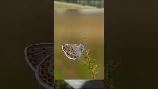 Schmetterling fotografiert in der Lüneburger Heide [upl. by Cleve773]