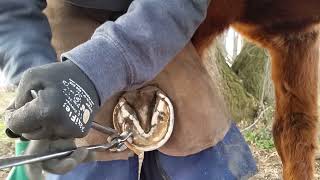 Barefoot Trimming Horse  Farrier ASMR  Satisfying Relaxing Hoof Trimming [upl. by Killion]