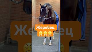 Жеребец чемпион horse лошади equestrian thehorseandhisboy music [upl. by Ahseeyt]