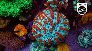 Schönere Optik und höhere Lebensqualität in Ihrem Aquarium mit CoralCare von Philips [upl. by Nodab]