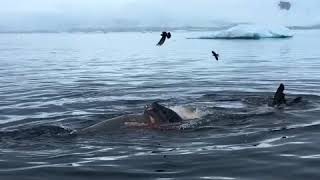 A Leopard Seal eats a Crabeater Seal [upl. by Odlanyer306]