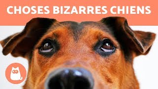 10 CHOSES BIZARRES que font les CHIENS [upl. by Ymirej]