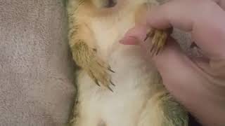 CUTE ANIMAL ASMR Squirrel massage Chewy Bear [upl. by Tedie]