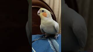 Cute Cocktail Bird birds cockatielsinging parrot cockatooscockatiel petscute [upl. by Assenahs501]