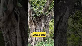 Jinno ki basti ek bahut hi purana aur ghana jungle jahan par jinn rahte hain [upl. by Baiss]