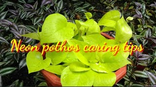 Neon pothos careHow to maintain its colourനിയോണ്‍ മണിപ്ലാന്റിനെ കുറിച്ച് അറിയേണ്ടതെല്ലാം [upl. by Avruch666]