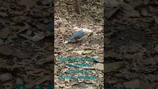 Red footed pigeon in wildlife sanctuary in Sydney Australia australia sydney [upl. by Elstan]