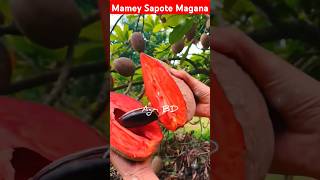 Mamey Sapote Magana fruit fruits mame mameysapote naseberry chiku agriculture sapote shorts [upl. by Nednerb495]