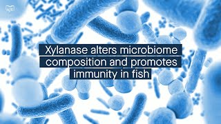 Xylanase increases butyrate levels in the fish gut leading to enhanced immune protection [upl. by Selwin]