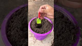 Grafting method of artificial propagation using a chilli and an aloe vera 🌶️ [upl. by Montfort]