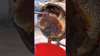 Extreme Honeycomb harvesting 🍯 Harvesting honey from beehive 🐝 EP64 shorts trending satisfying [upl. by Olegnad]