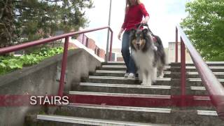 Collies for Mobility and Support Assistance [upl. by Kellda]