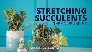 Stretched Out Succulents The cause and fix [upl. by Weisbart]