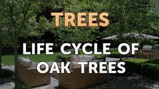 Life Cycle of Oak Trees [upl. by Attemaj]