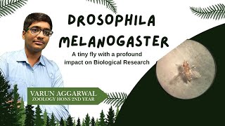 Drosophila melanogaster  Zoology  Varun Aggarwal [upl. by Sassan]