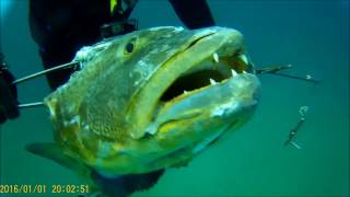 spearfishing 83lb cubera in cedar key [upl. by Stila]